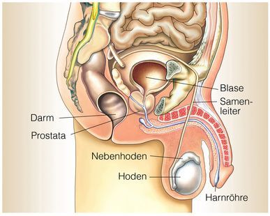 Anatomie des Mannes Ανατομία του άνδρα