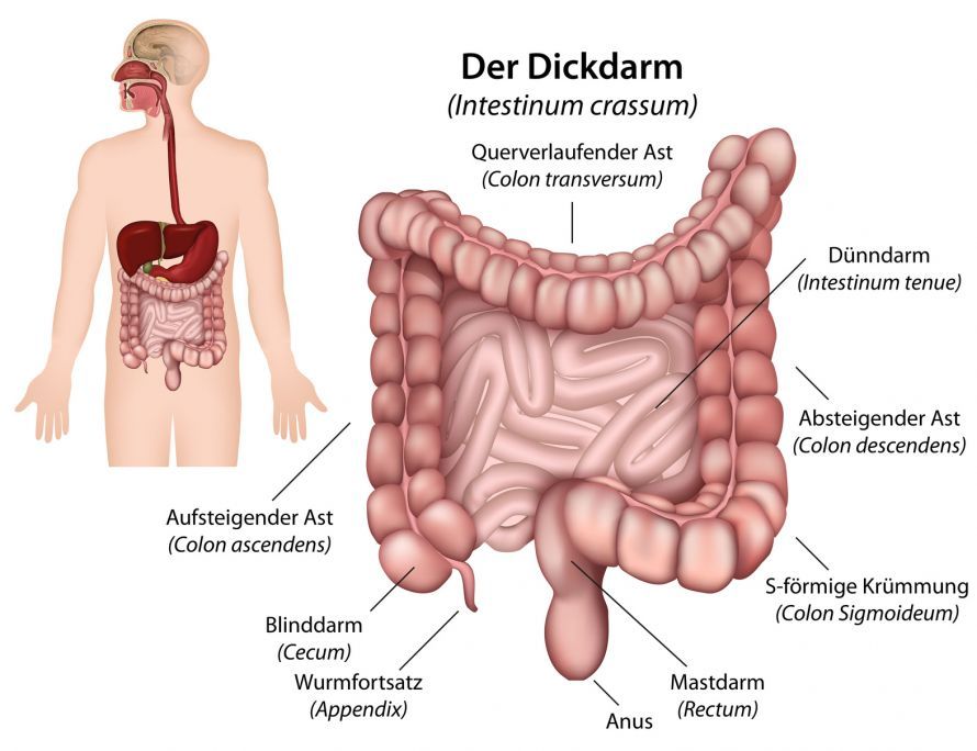 Dickdarm Anatomie Dickdarm Anatomie