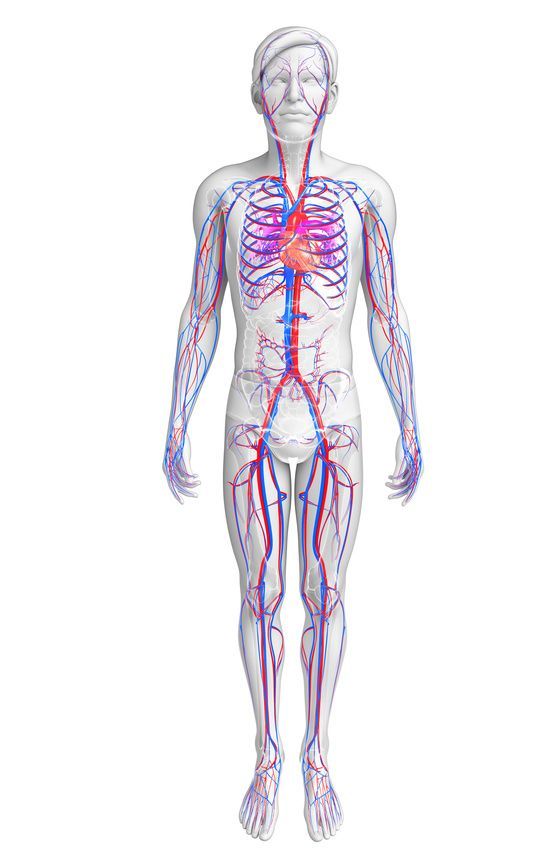 Blutgefäße Blood vessels
