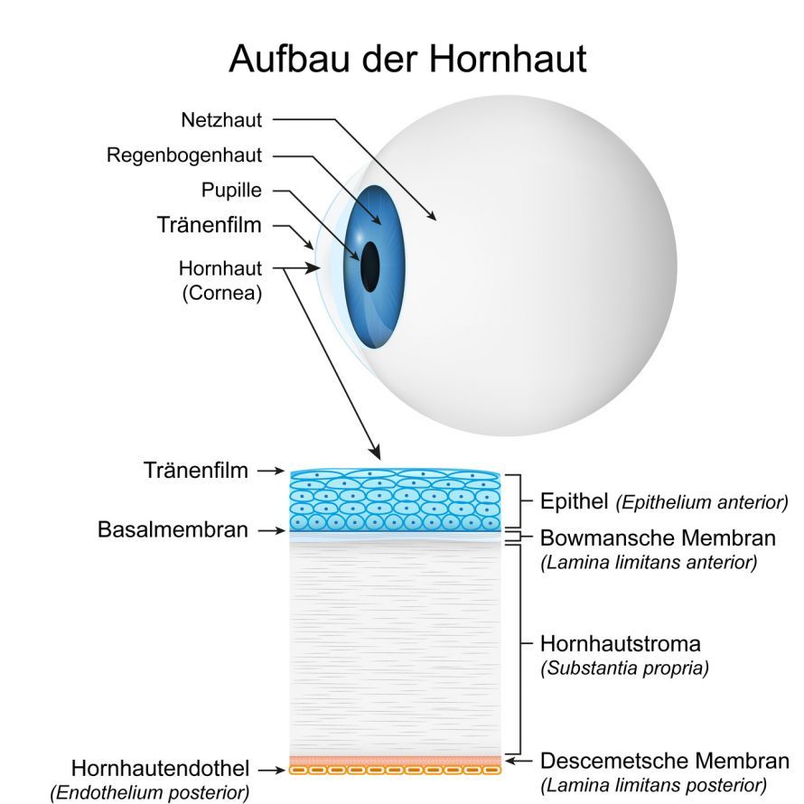 Aufbau der Hornhaut des Auges Aufbau der Hornhaut des Auges