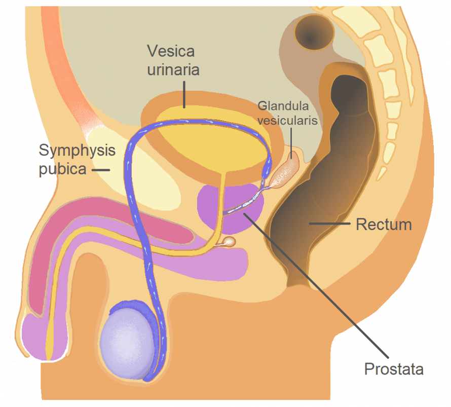 Prof. Planz Lage der Prostata