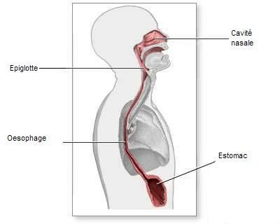 Dr. med Jörg Zehetner  location of the esophagus