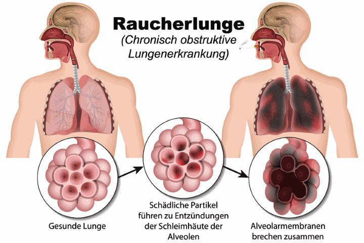 Taube2.jpg Taube2.jpg