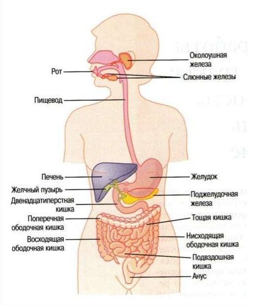 Пищеварителная система человека