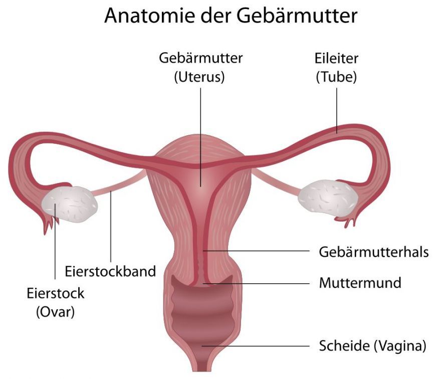 Anatomie der Gebärmutter Anatomie der Gebärmutter
