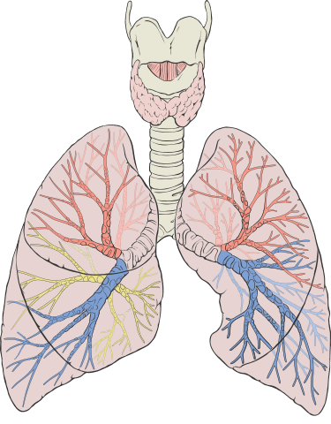 Detailed diagram of the lungs