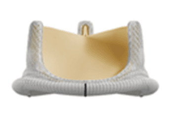 Biologische Herzklappe Biological Heart Valve
