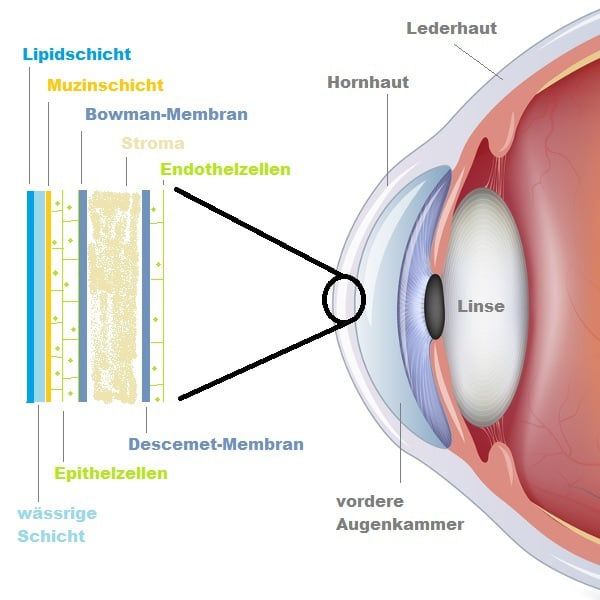 Anatomical Structure of the Cornea 1