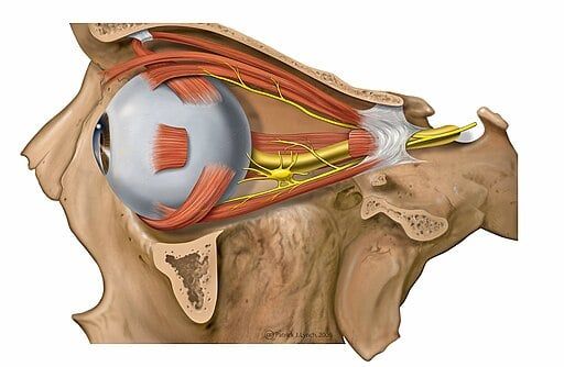 Lateral orbit nerves chngd