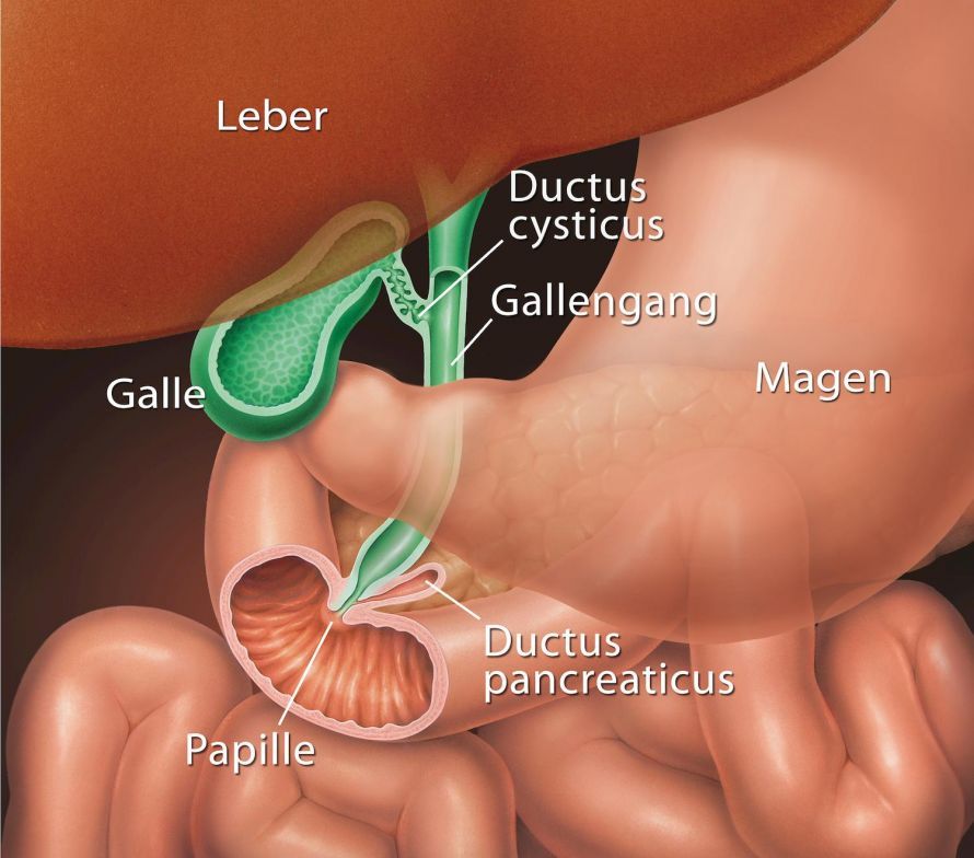 Gallengang Bile duct