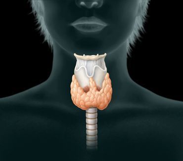 Anatomie Schilddrüse und Nebenschilddrüse Ο θυρεοειδής αδένας και οι παραθυρεοειδείς αδένες στον λαιμό