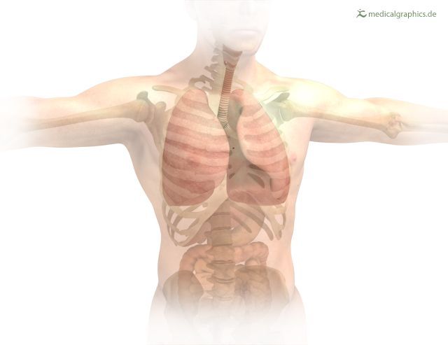 Lungenkrebs-Behandlung Vor einer Lungenkrebs-Behandlung wird der Körper gründlich durchleuchtet.