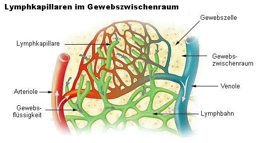 lymph2.jpg lymph2.jpg
