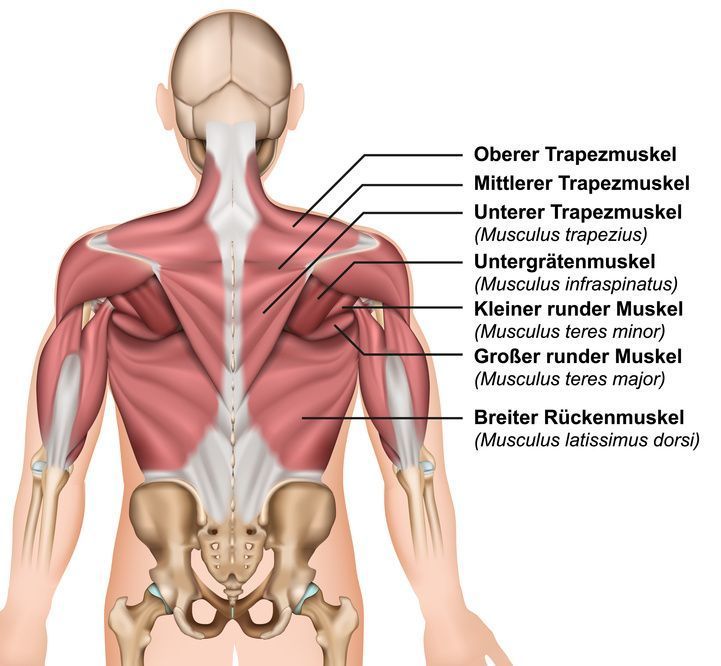 Rückenmuskulatur Back muscles