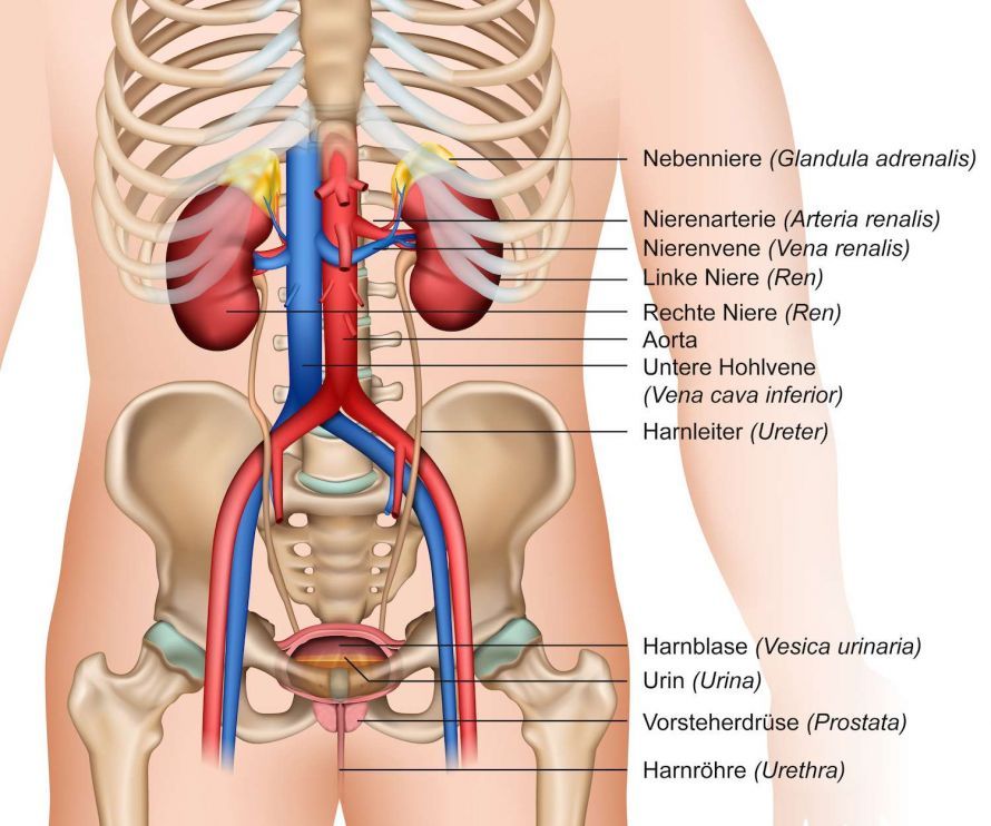 Nieren und Harnapparat Kidneys and Urinary System