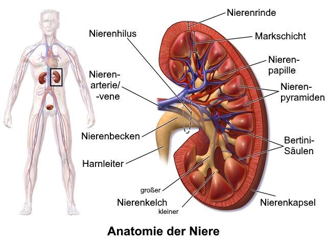 Anatomie der Niere