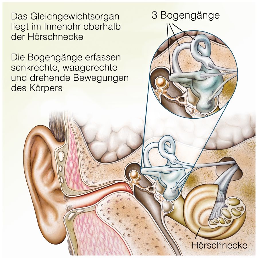 Gleichgewichtsorgan im Innenohr