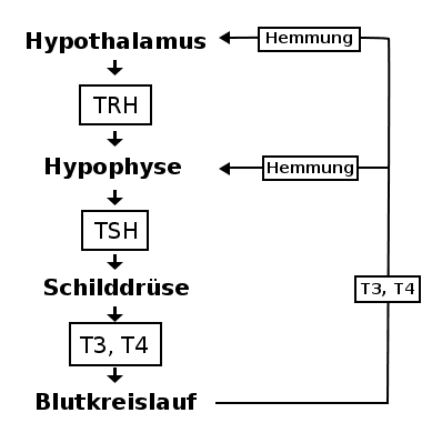 Hormonregelkreis der Schilddrüse Hormonregelkreis der Schilddrüse