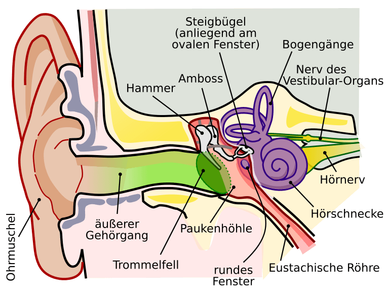 Anatomie des Innenohrs und Äußeres Ohr Anatomy of the Inner Ear and Outer Ear